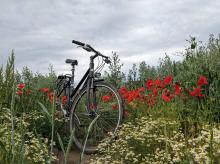 Fahrrad im Mohnfeld in Taucha