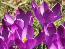 Krokusse in Seegeritz